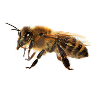 Albina lucrătoare