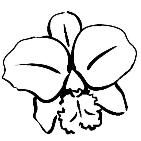Florăria Orhideea